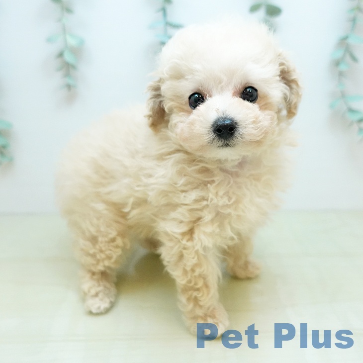 トイ・プードルの写真2