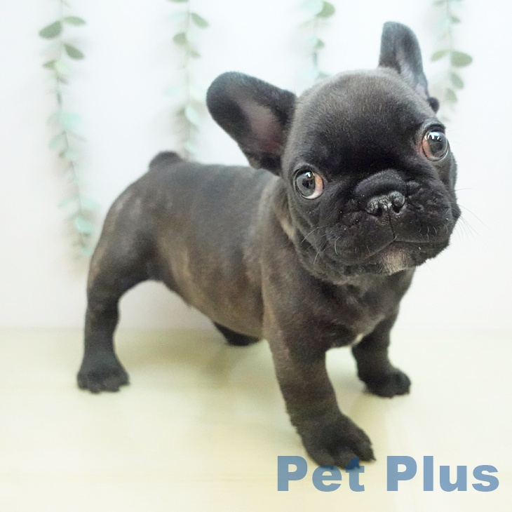 フレンチ・ブルドッグ