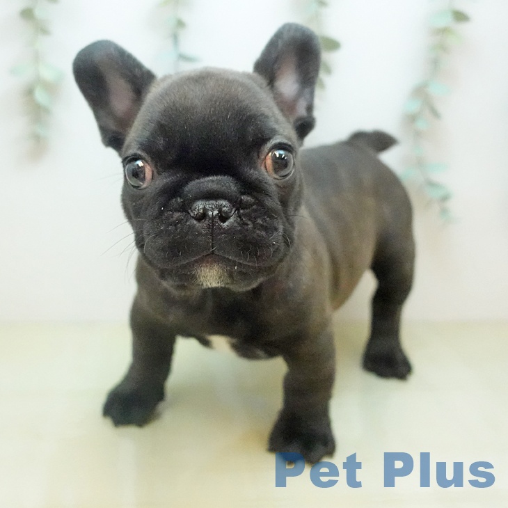 フレンチ・ブルドッグの写真2