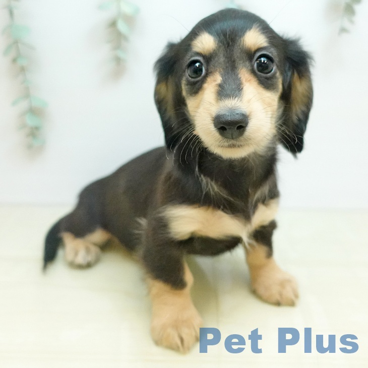 カニーンヘン・ダックスフンド