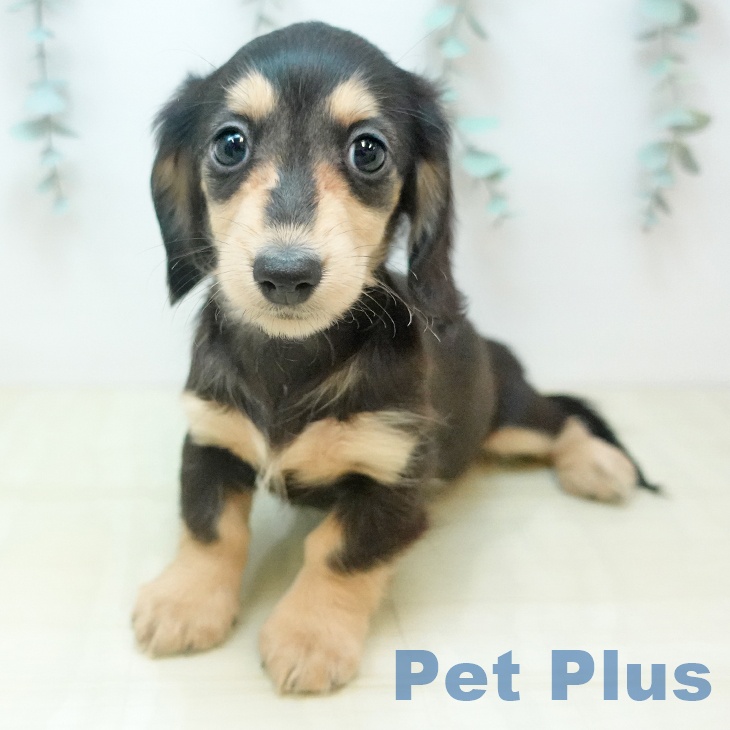 カニーンヘン・ダックスフンド