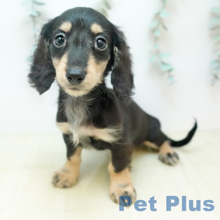 カニーンヘン・ダックスフンド