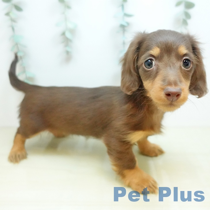 カニーンヘン・ダックスフンド