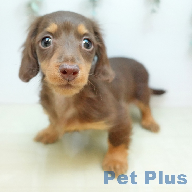 カニーンヘン・ダックスフンドの写真2