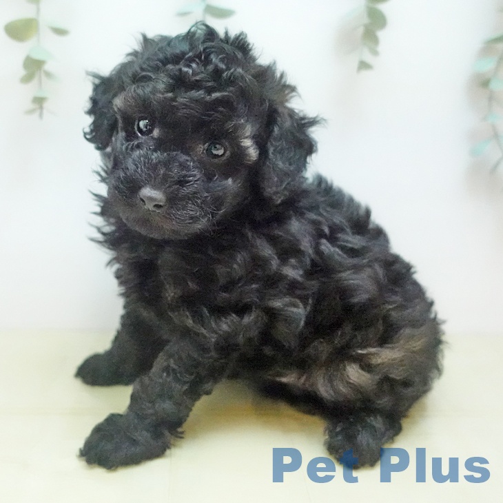 トイ・プードル