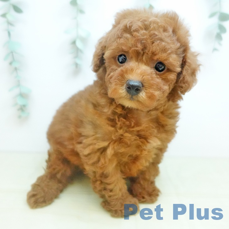 トイ・プードル