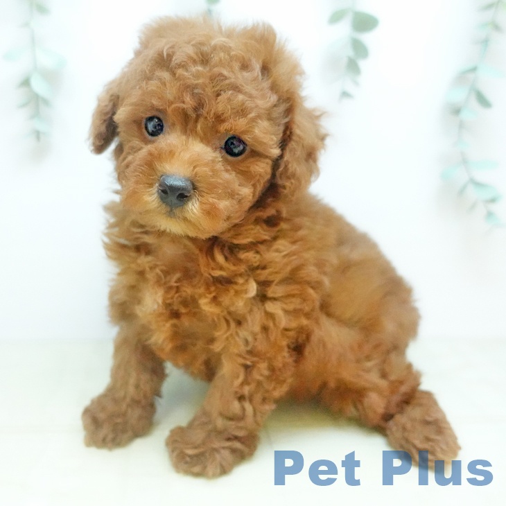 トイ・プードルの写真2