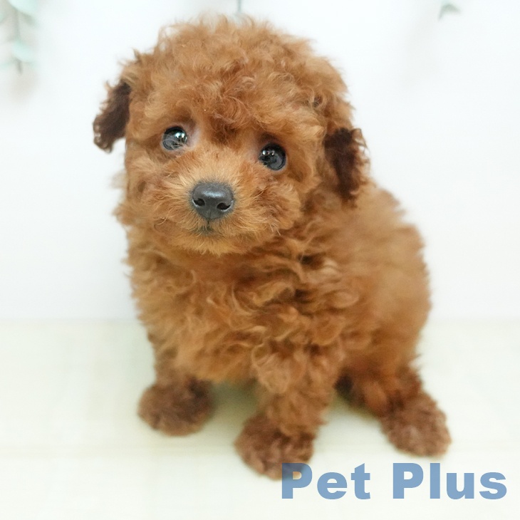 トイ・プードル