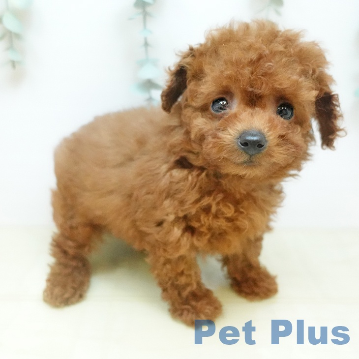 トイ・プードルの写真2