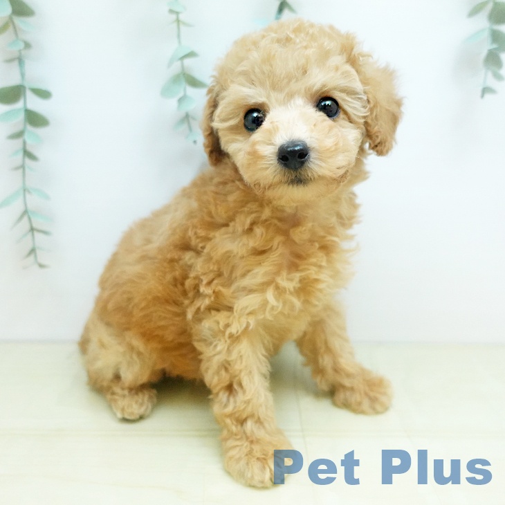 トイ・プードル