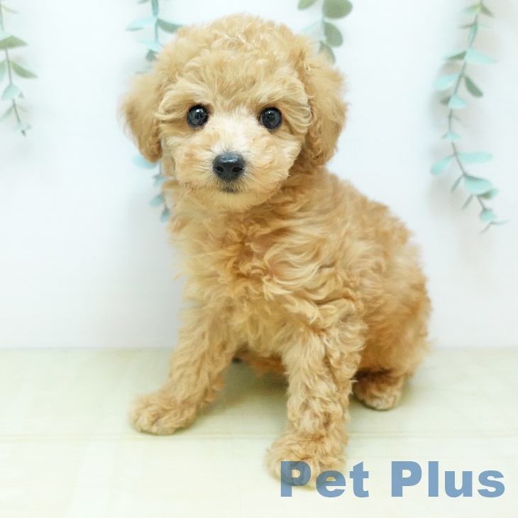 トイ・プードル