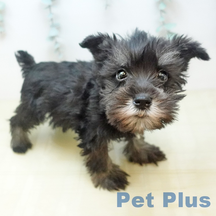 ミニチュア・シュナウザー