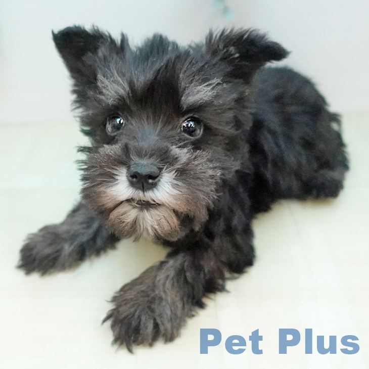 ミニチュア・シュナウザーの写真2