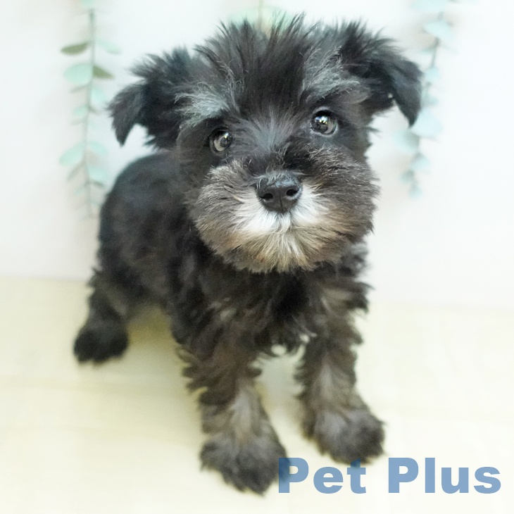 ミニチュア・シュナウザー