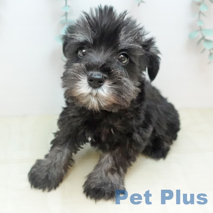 ミニチュア・シュナウザー