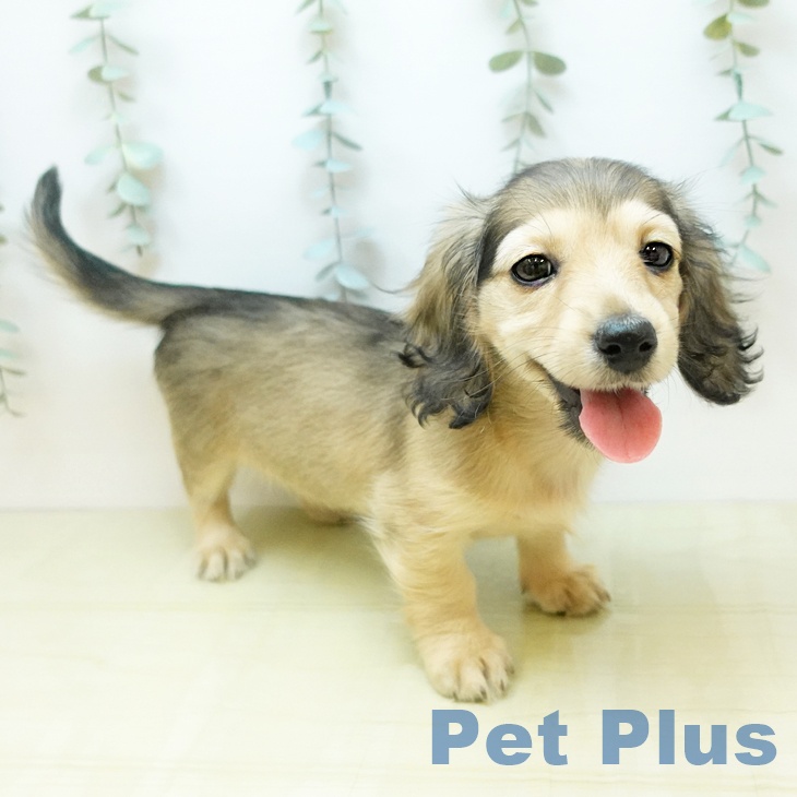 ミニチュア・ダックスフンドの写真1