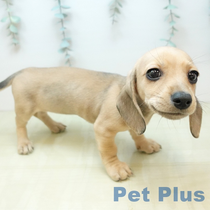 ミニチュア・ダックスフンドの写真2