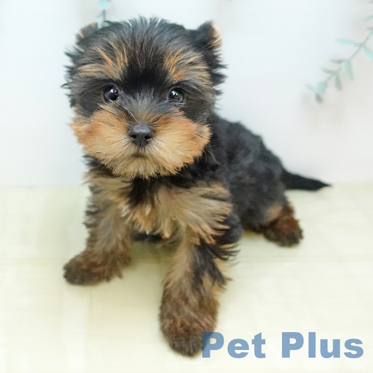 ヨークシャー・テリア