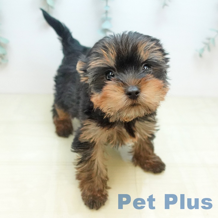 ヨークシャー・テリアの写真2