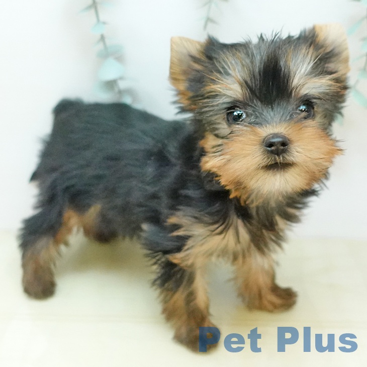 ヨークシャー・テリアの写真2