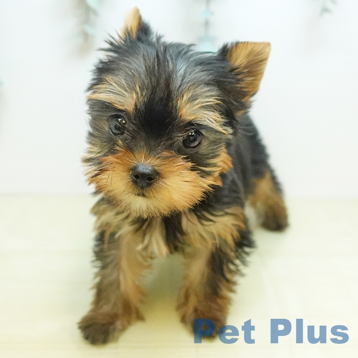 ヨークシャー・テリア