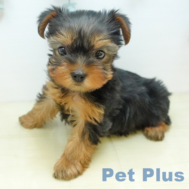 ヨークシャー・テリア