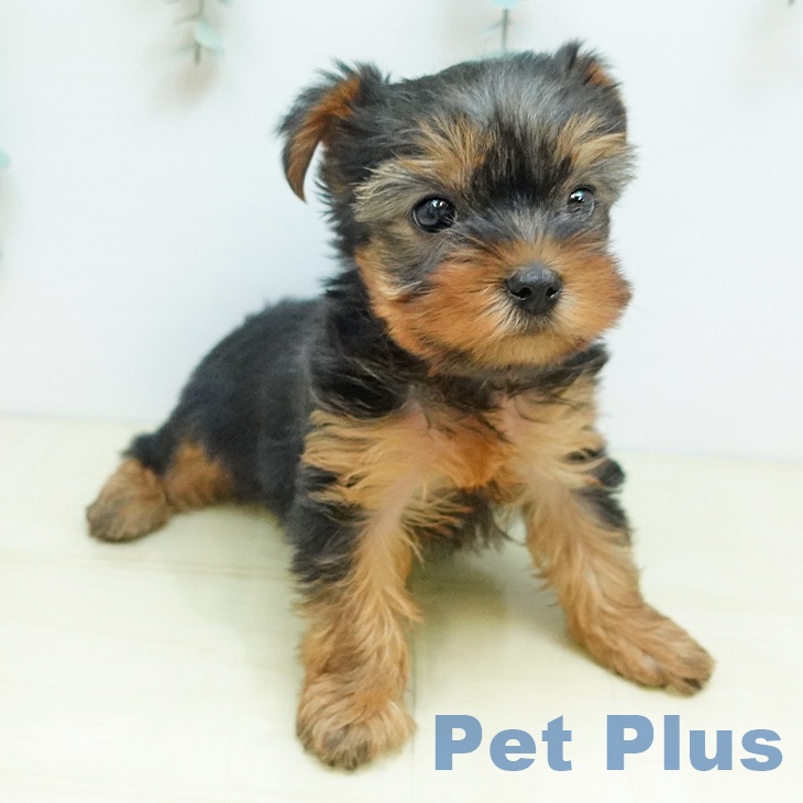 ヨークシャー・テリア