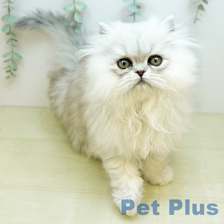 ペルシャの写真2