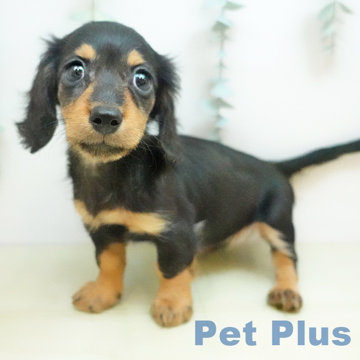 カニーンヘン・ダックスフンド