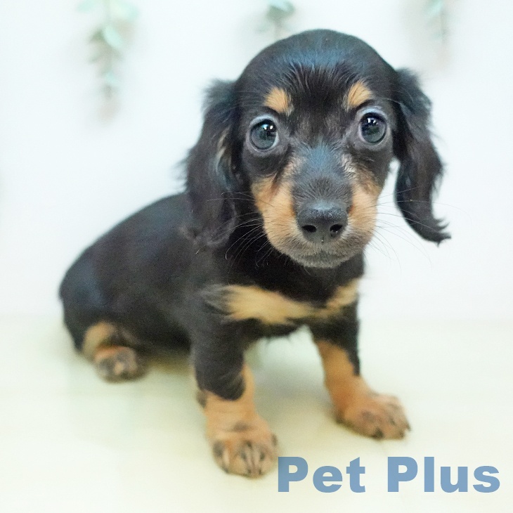 カニーンヘン・ダックスフンド