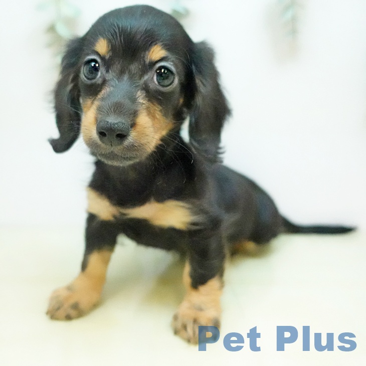 カニーンヘン・ダックスフンドの写真2