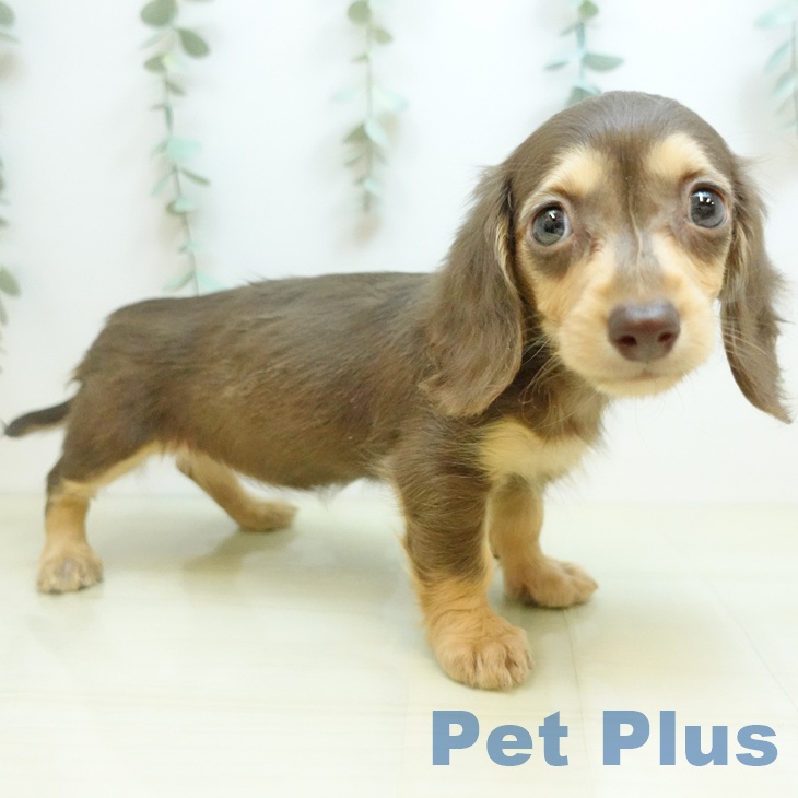 カニーンヘン・ダックスフンド