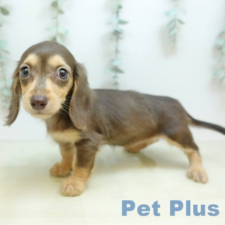 カニーンヘン・ダックスフンドの写真2