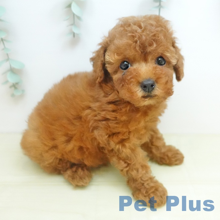 トイ・プードル