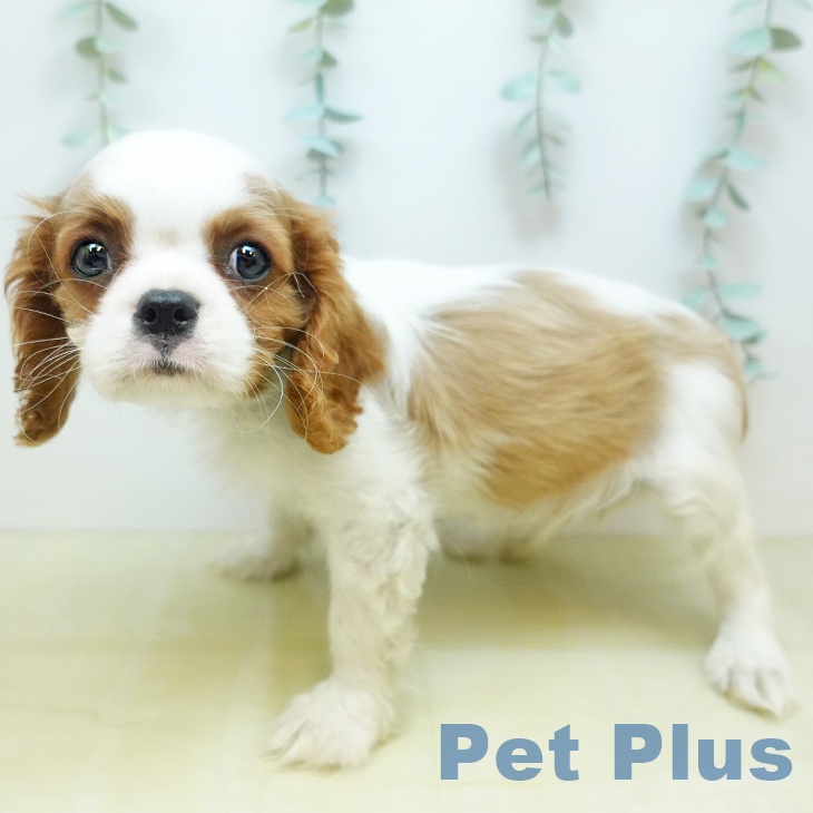 キャバリア・キングチャールズ・スパニエルの写真2