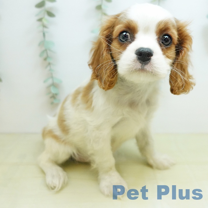 キャバリア・キングチャールズ・スパニエルの写真2