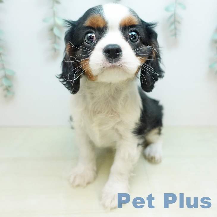 キャバリア・キングチャールズ・スパニエル