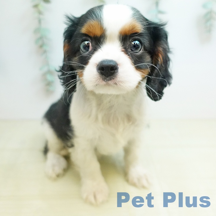 キャバリア・キングチャールズ・スパニエル