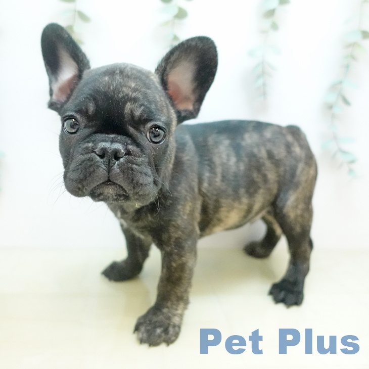 フレンチ・ブルドッグの写真2