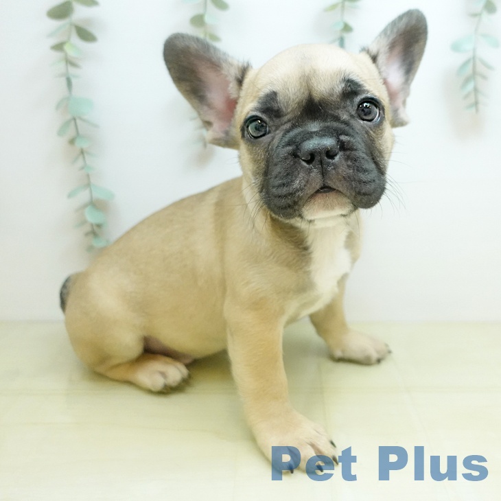 フレンチ・ブルドッグ