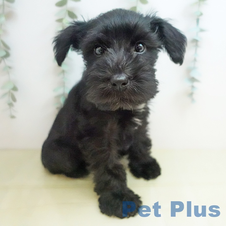 ミニチュア・シュナウザーの写真2