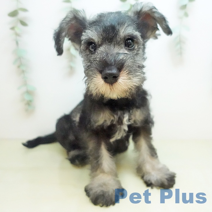 ミニチュア・シュナウザー