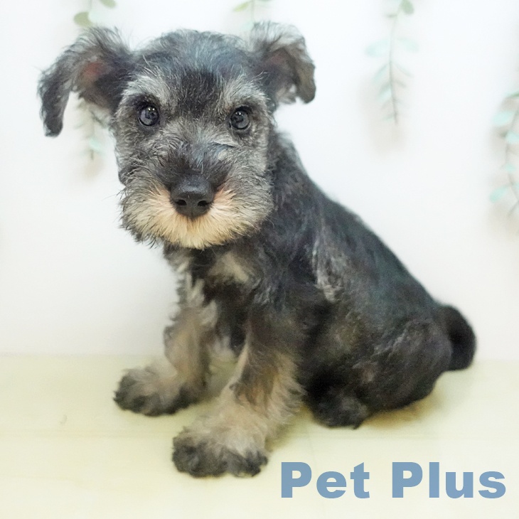 ミニチュア・シュナウザーの写真2