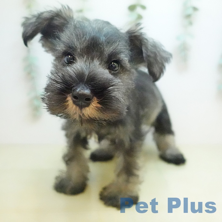 ミニチュア・シュナウザー