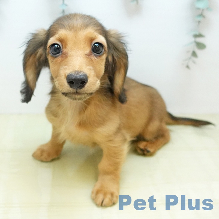 ミニチュア・ダックスフンド