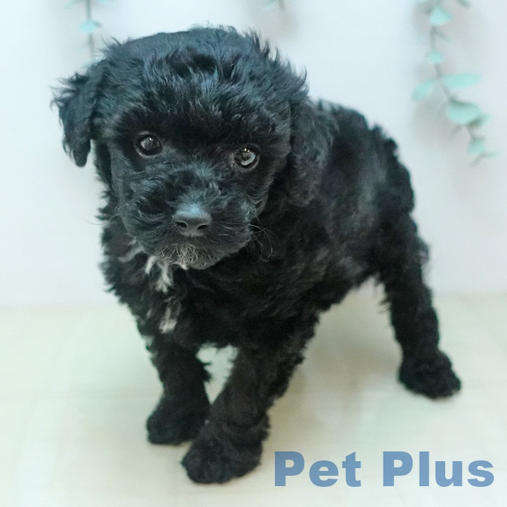 トイ・プードルの写真2