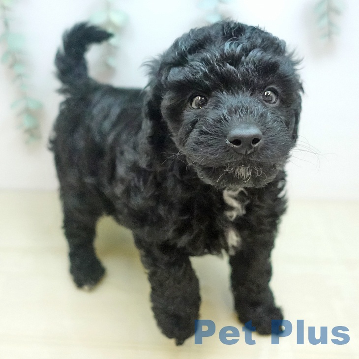 トイ・プードルの写真2