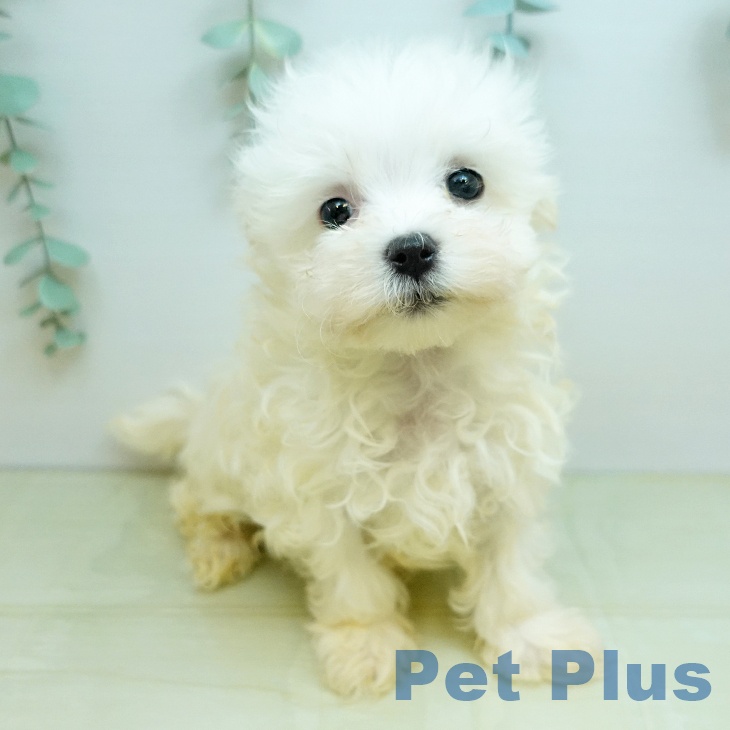 マルチーズの写真2