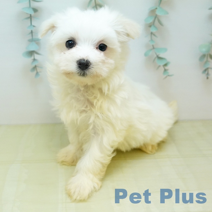 マルチーズの写真2