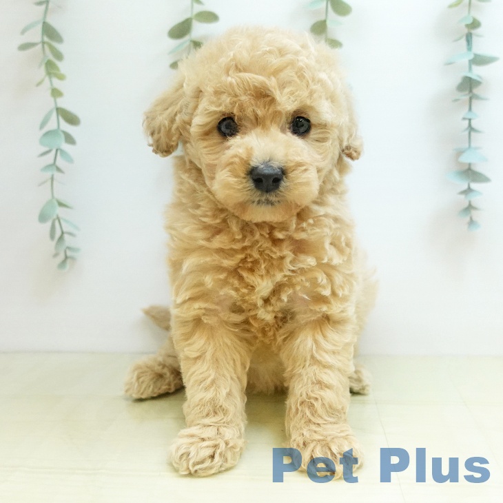 トイ・プードル